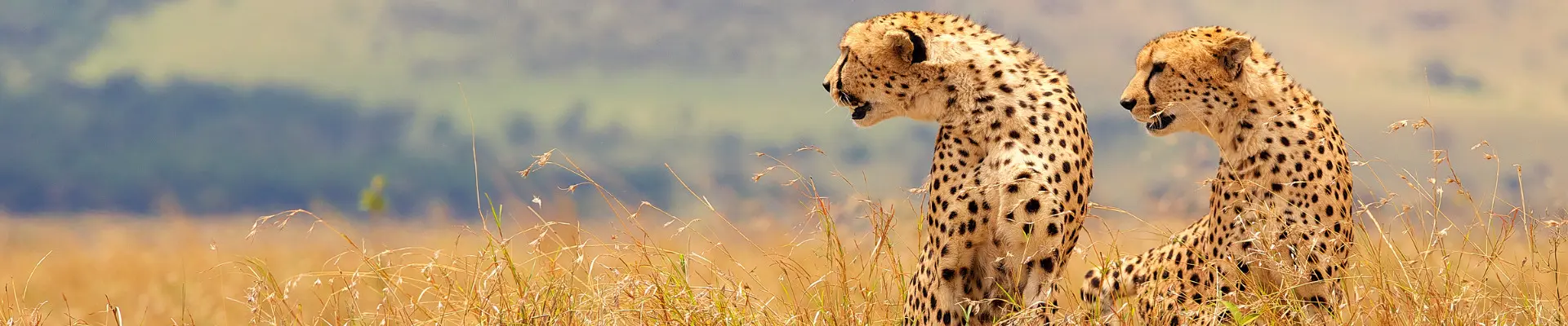 tour del sudafrica citta del capo e safari nel kruger national park 10