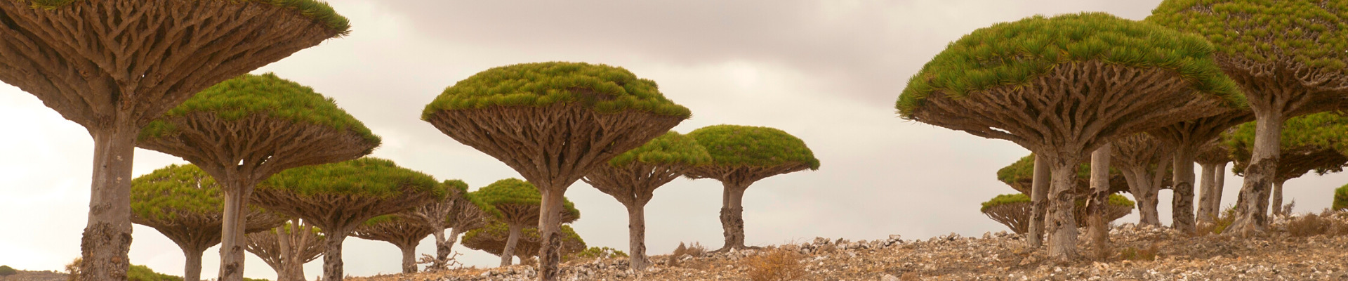 SOCOTRA – Viaggio verso l’Eden
