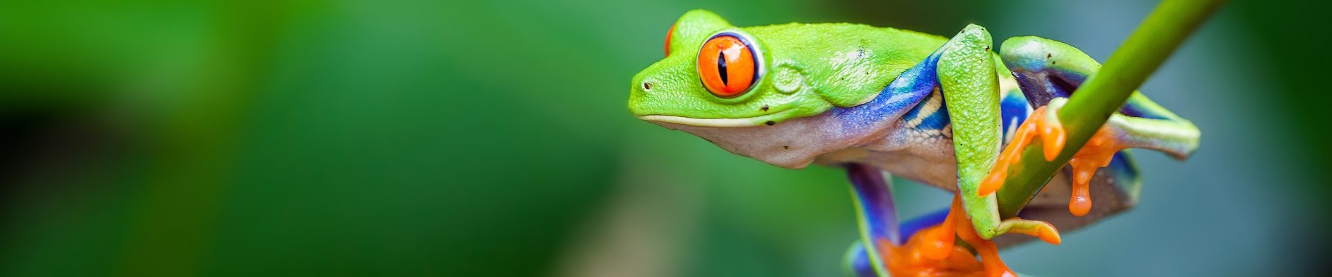 COSTA RICA – Vivi la Pura Vida