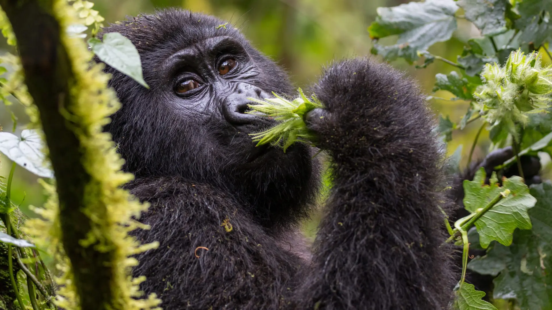 immagine viaggio in uganda