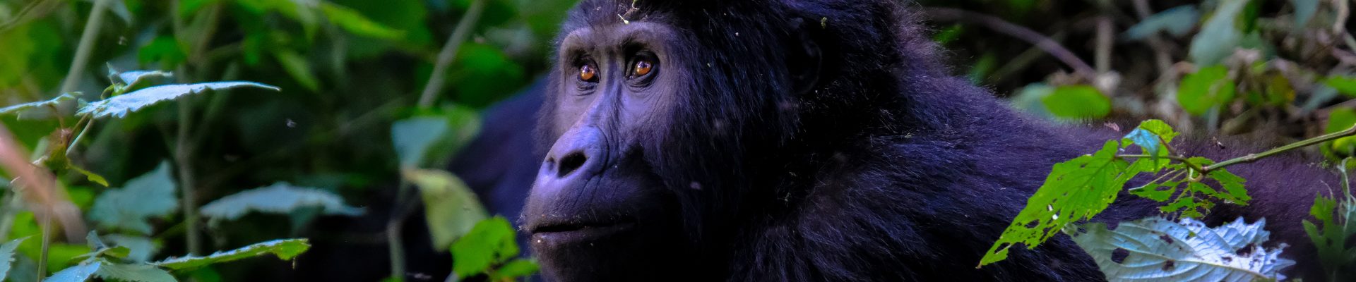 UGANDA EXPLORER – Nel Regno dei Gorilla – ALL INCLUSIVE