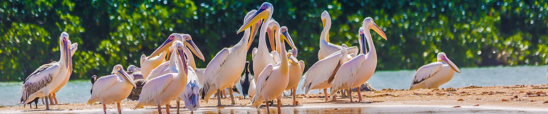 senegal it s time for africa