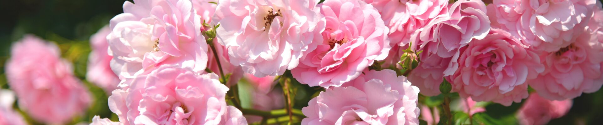 bulgaria on the road speciale festival delle rose 15