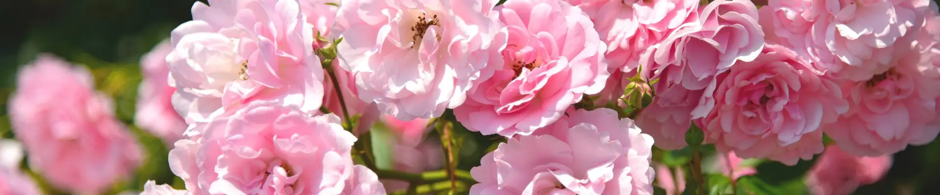 bulgaria on the road speciale festival delle rose 15