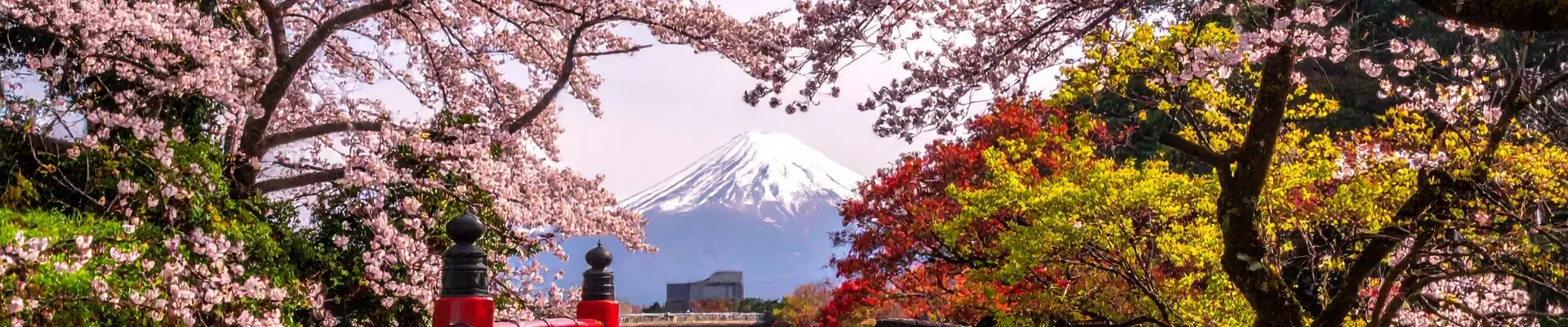 giappone la magia di sakura