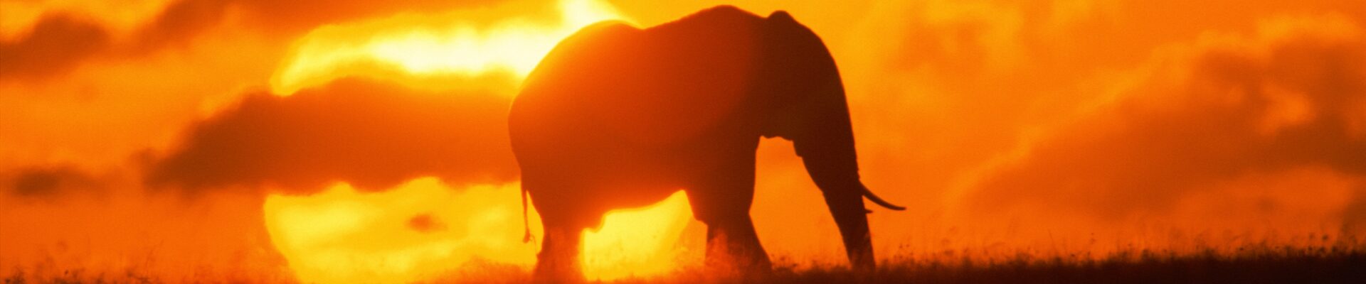 kenya hakuna matata in un safari da sogno