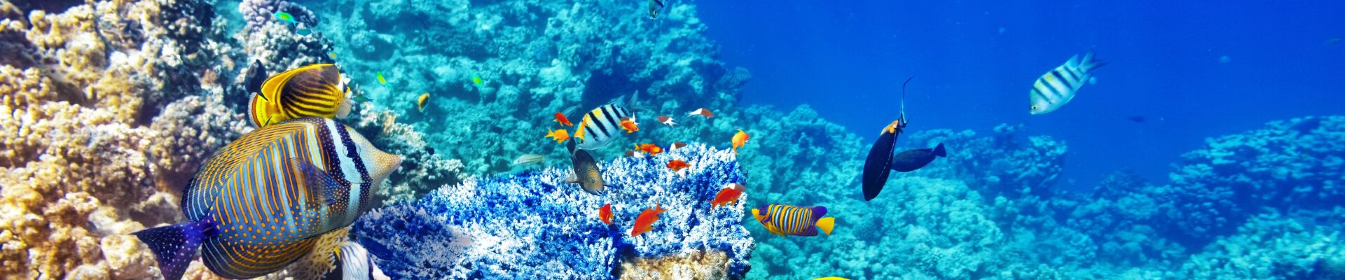 maldive avventure tropicali