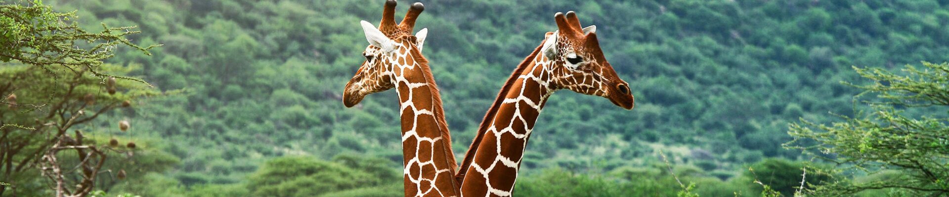 tanzania cuore selvaggio d africa 8