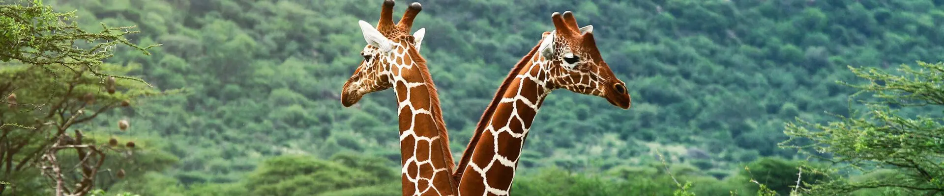 tanzania cuore selvaggio d africa 8