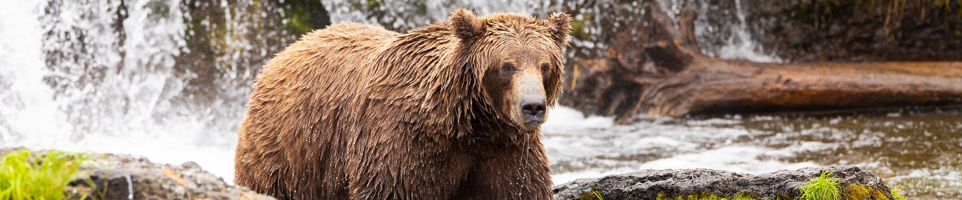 canada ovest nella terra degli orsi tra colori d autunno e parchi nazionali